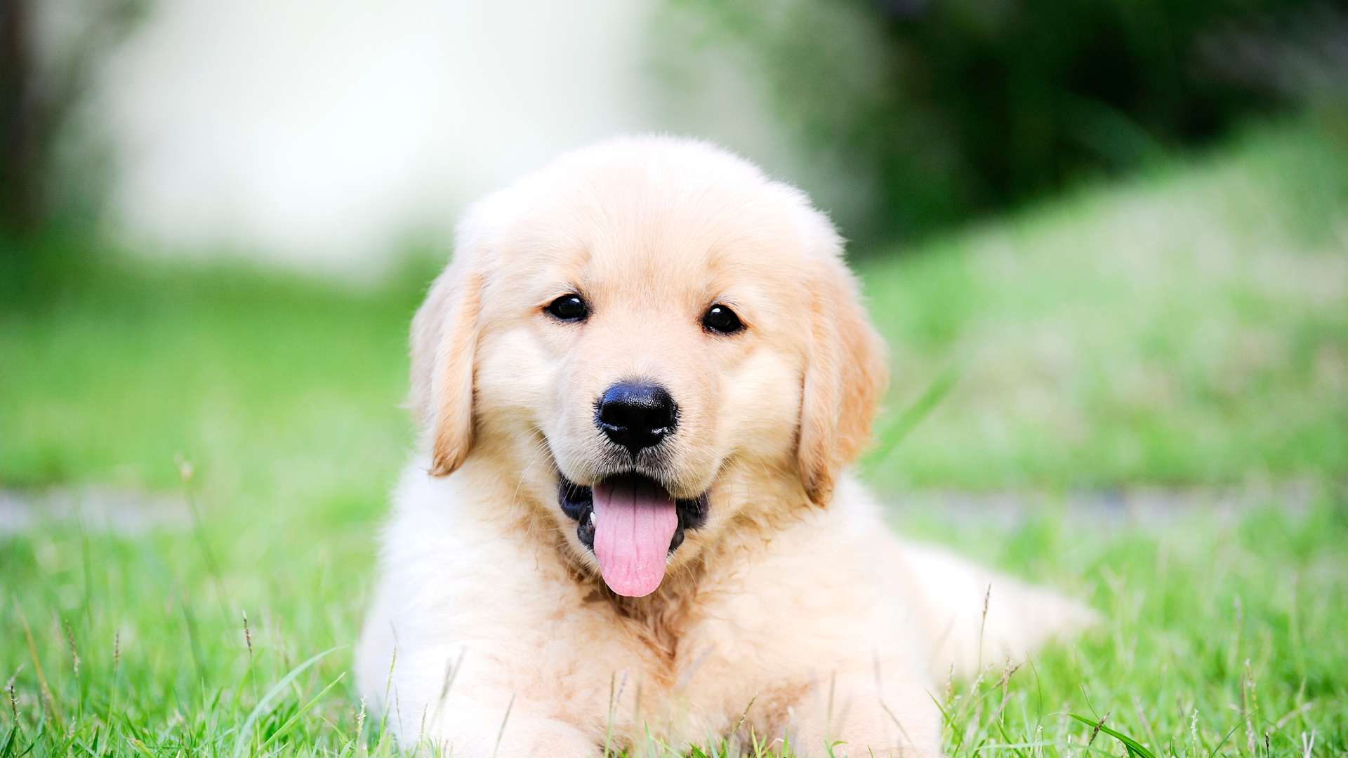 A dog laying in the grass with its tongue out