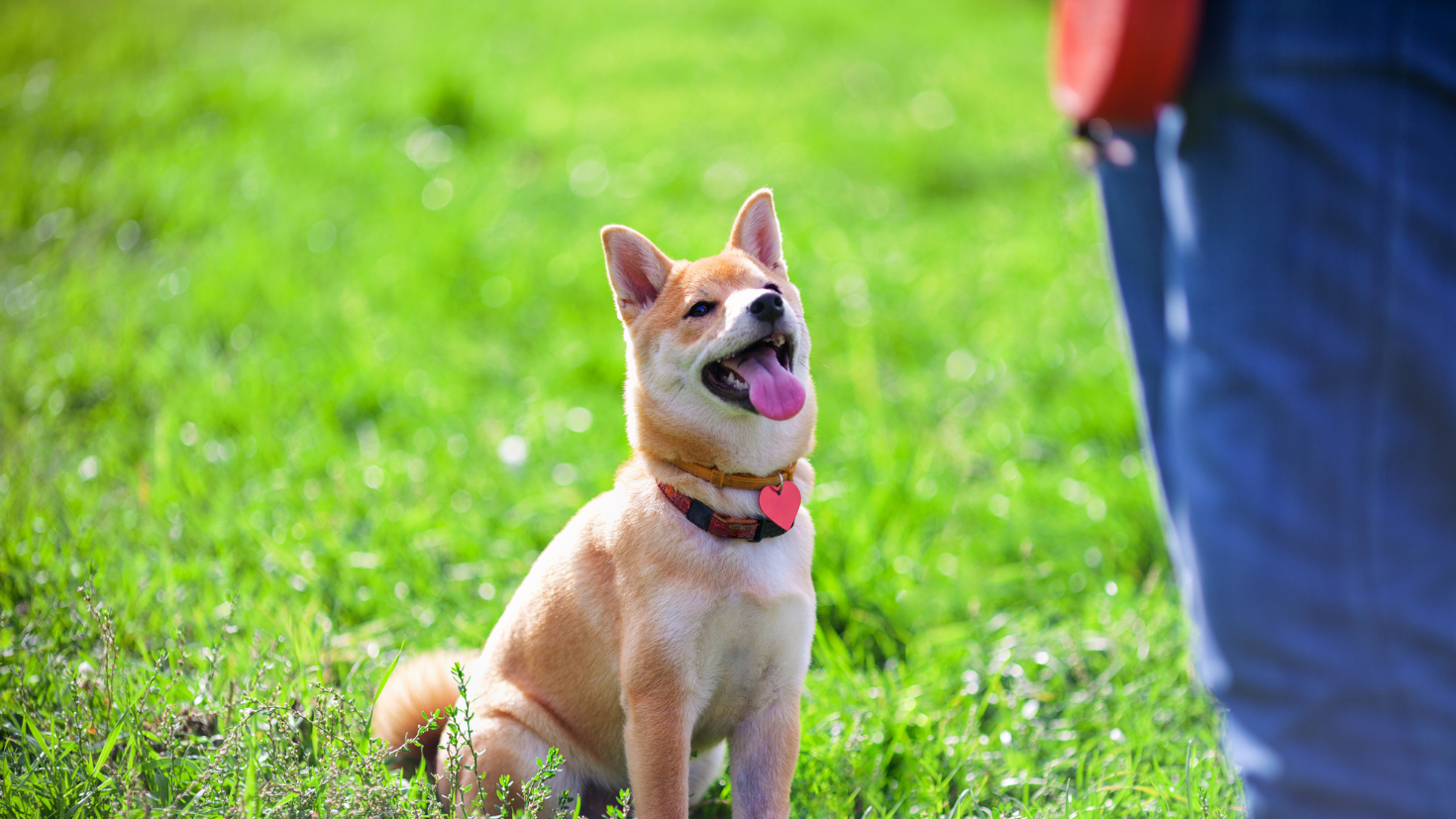 A small brown dog sitting on top of a lush green field