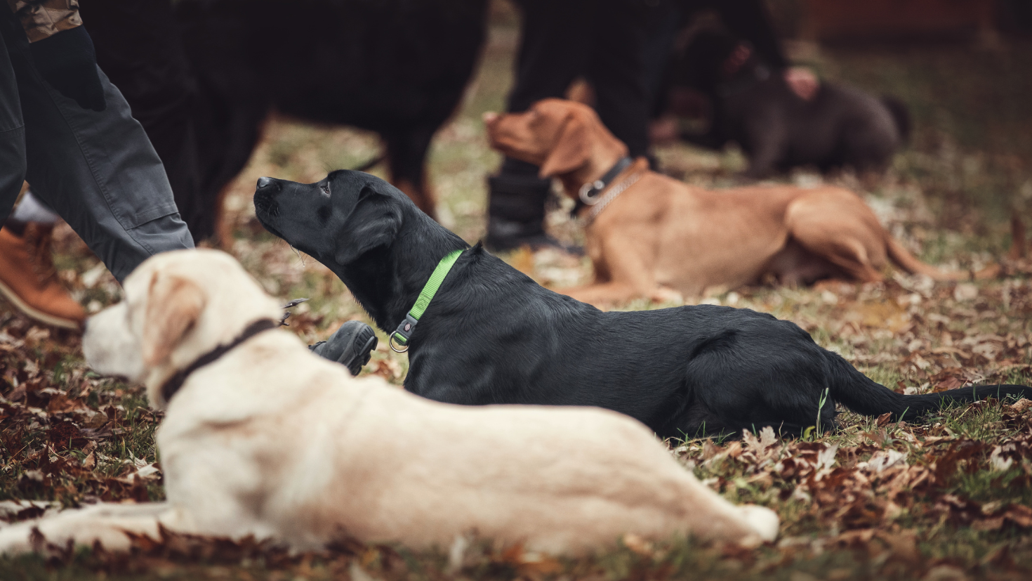 A group of dogs laying on top of a grass covered field