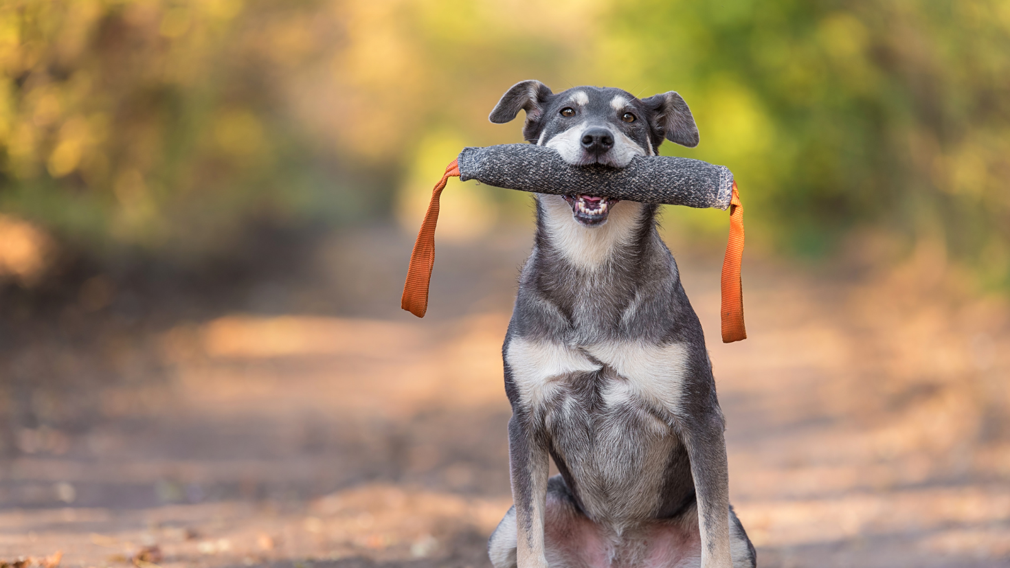 A dog holding a log in its mouth