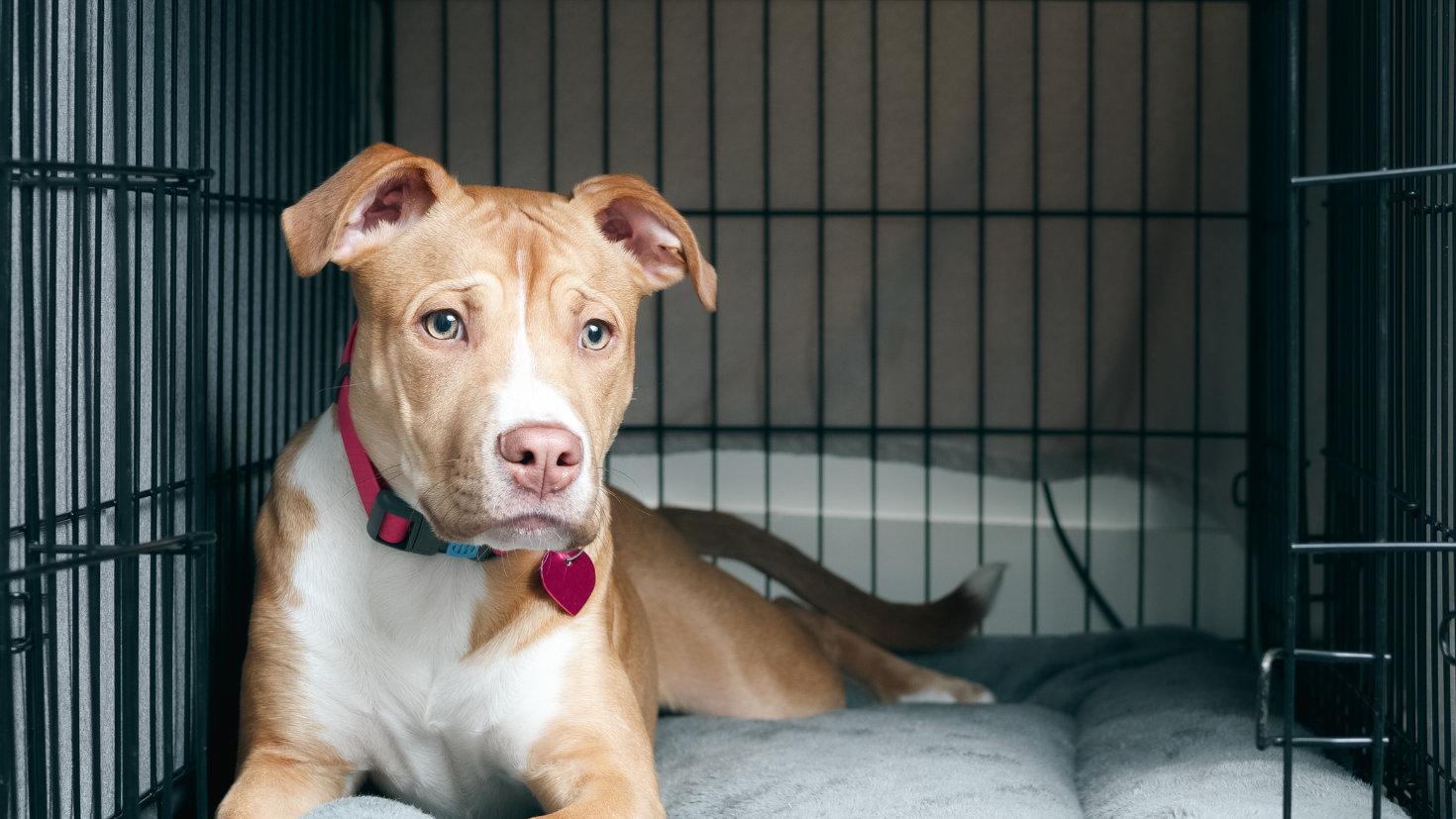 A brown and white dog laying in a cage